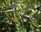 Rhamnus подвид oleoides