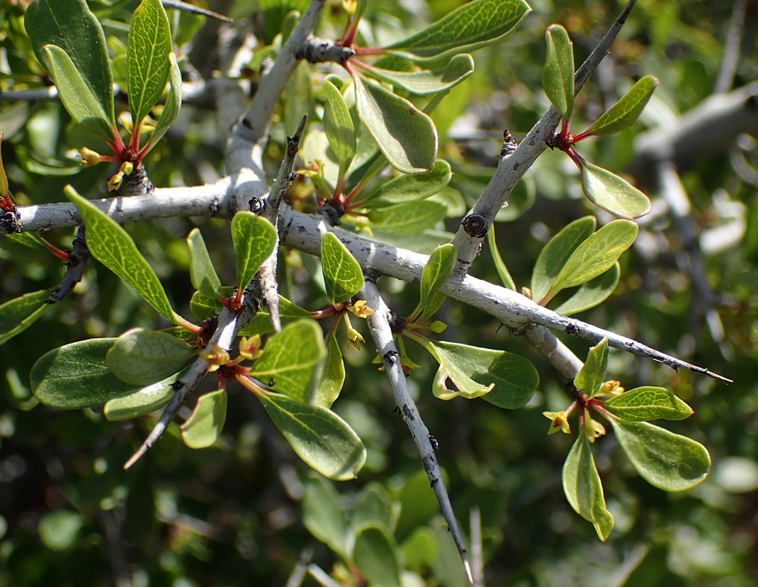 Изображение особи Rhamnus lycioides ssp. oleoides.