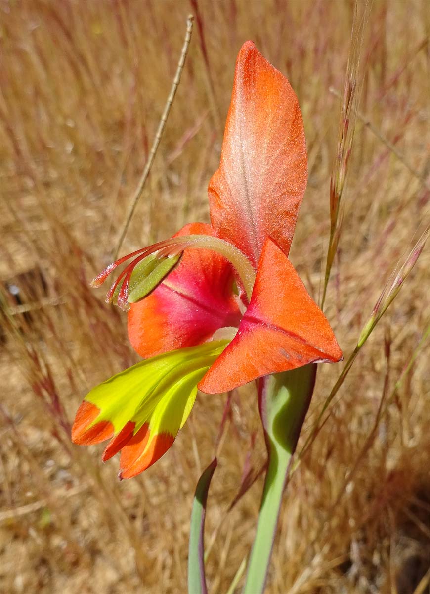 Image of Gladiolus alatus specimen.