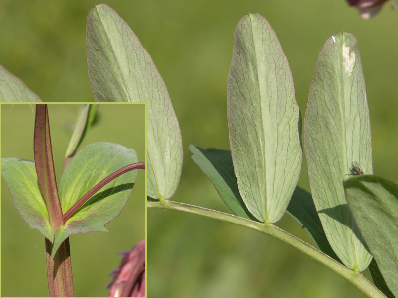 Image of Lathyrus pisiformis specimen.