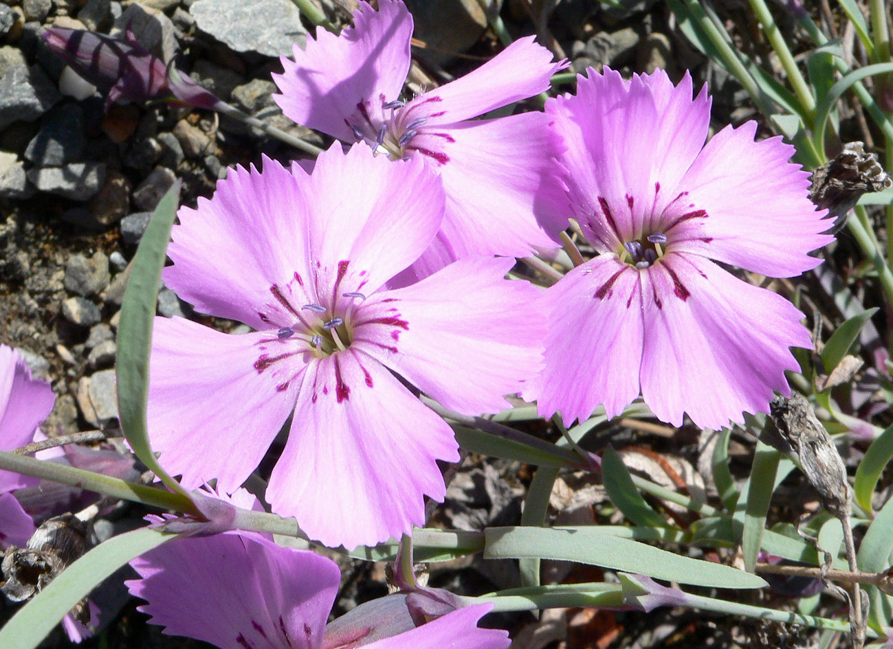 Image of Dianthus repens specimen.