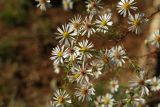genus Symphyotrichum