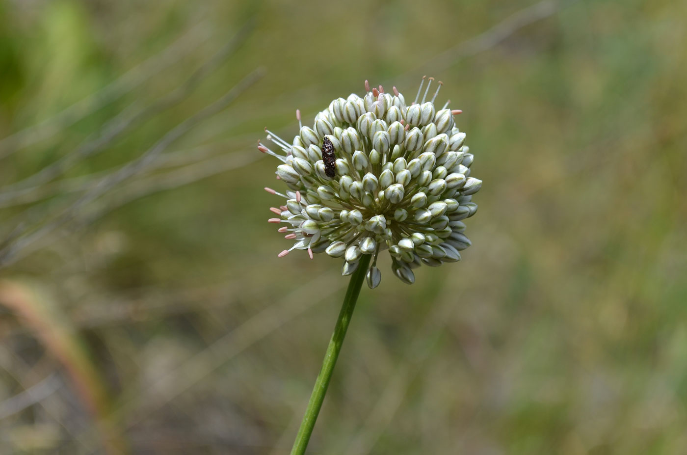 Изображение особи Allium oreoscordum.