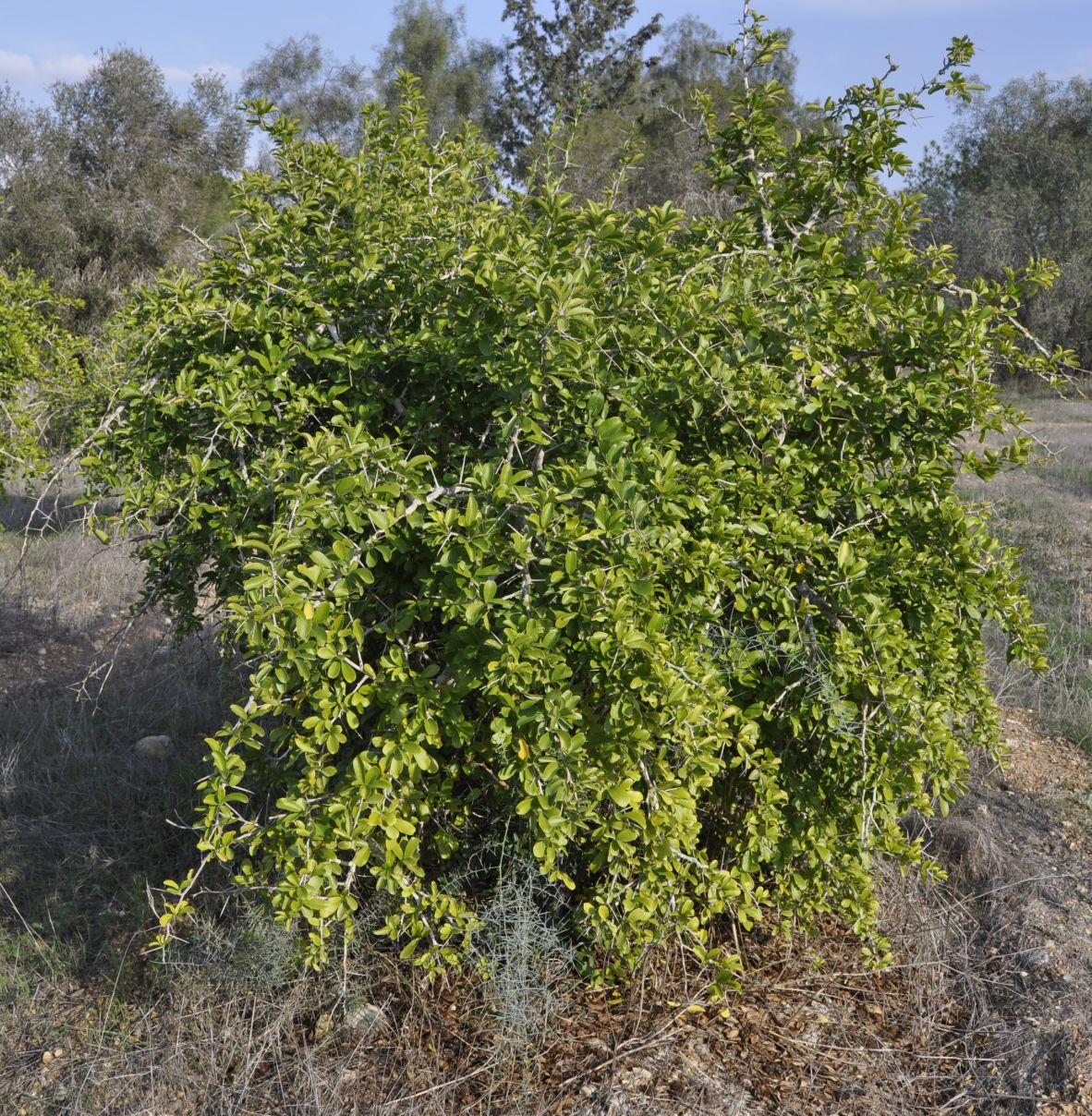 Image of Dovyalis caffra specimen.