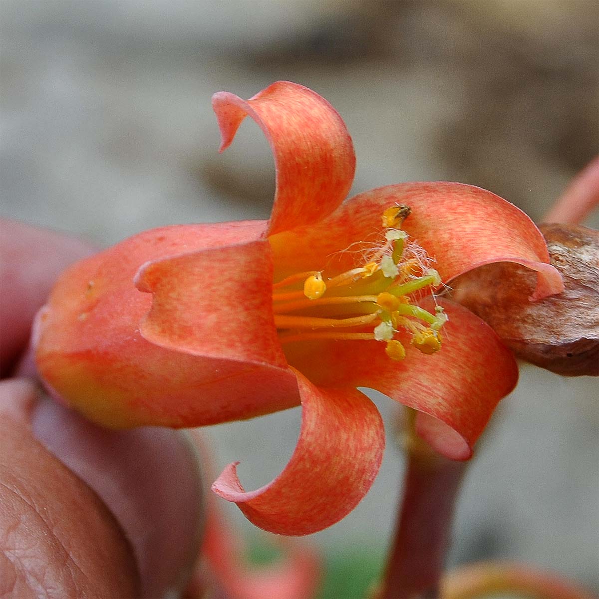 Image of Cotyledon orbiculata specimen.