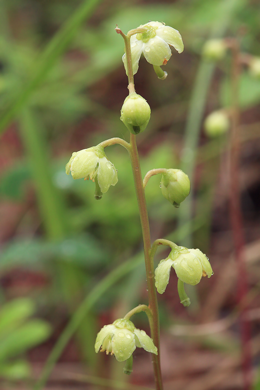 Изображение особи Pyrola chlorantha.