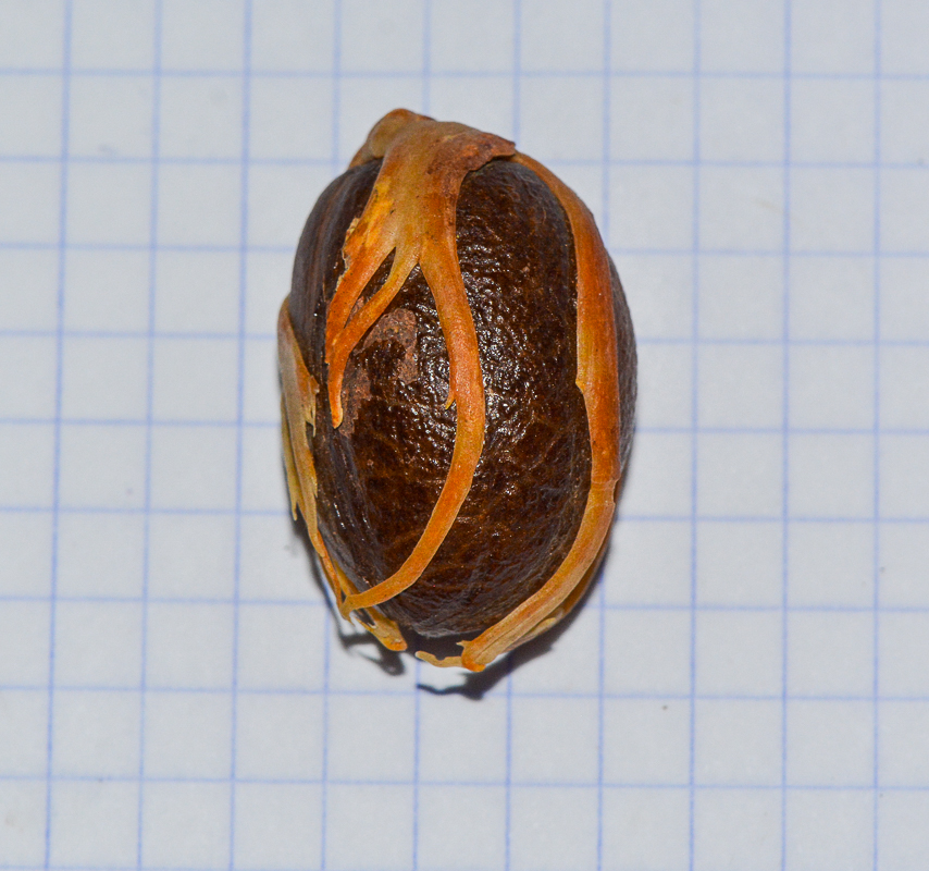 Image of Myristica fragrans specimen.