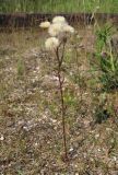 Erigeron acris. Плодоносящее растение. Архангельская обл., Вельский р-н, окр. пос. Усть-Шоноша, ж.-д. насыпь. 14.07.2010.