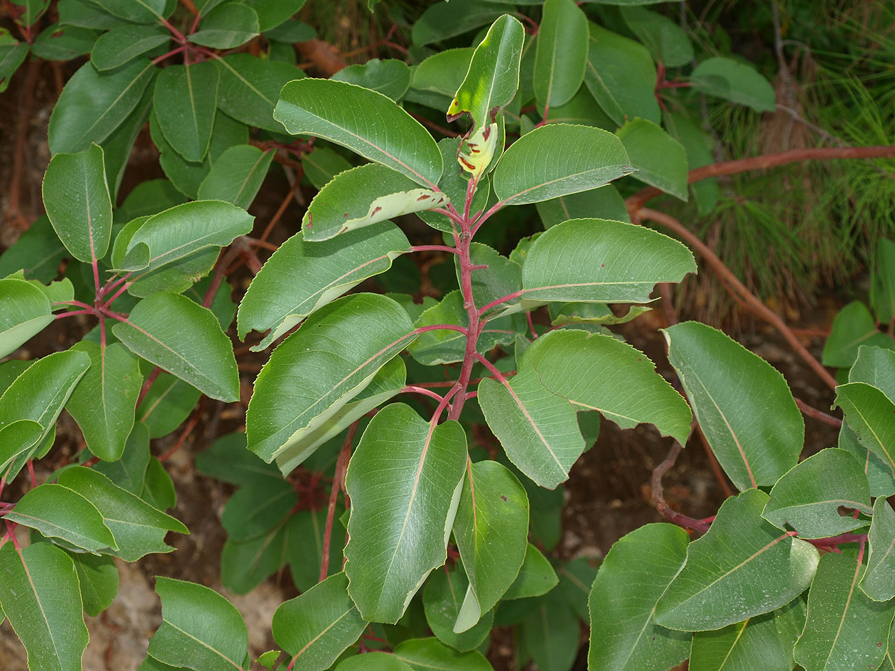 Image of Arbutus andrachne specimen.