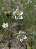 Spergula arvensis
