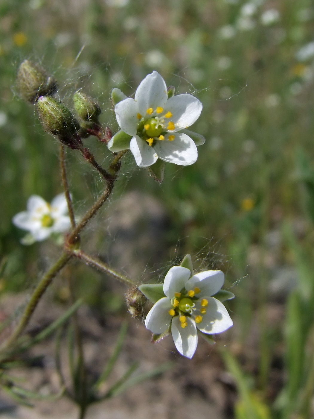 Изображение особи Spergula arvensis.