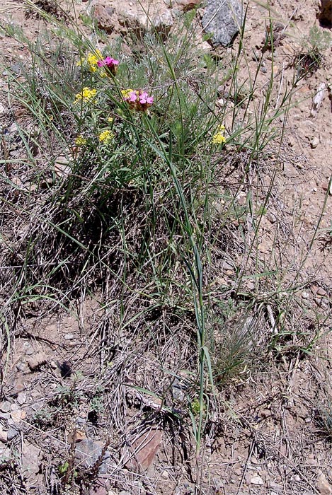 Изображение особи Dianthus ruprechtii.