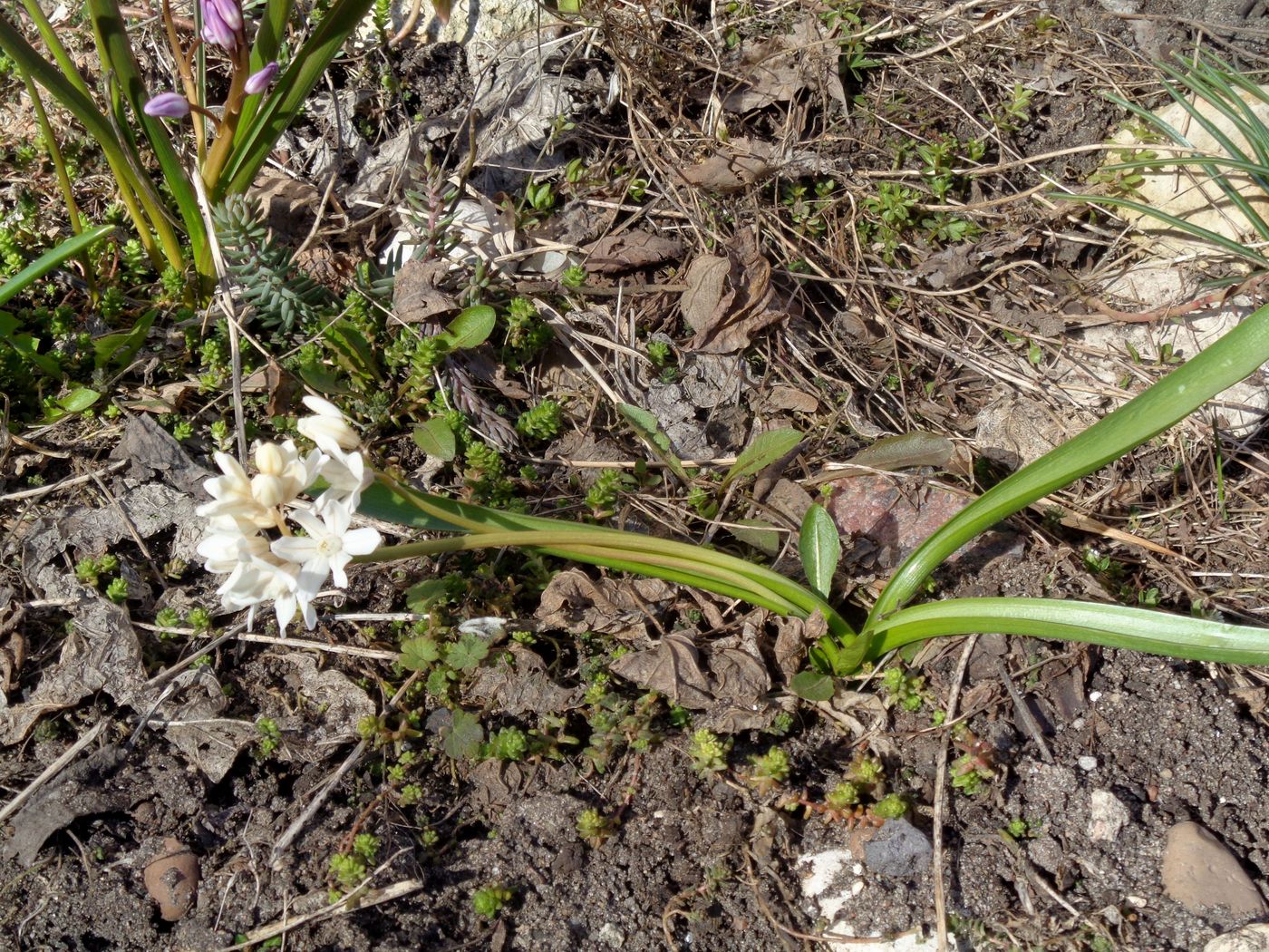 Изображение особи род Chionodoxa.