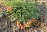 Astragalus suprapilosus