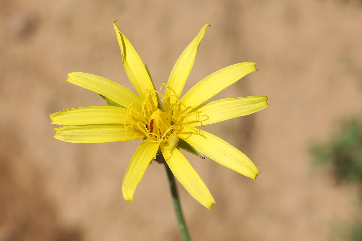 Image of Scorzonera inconspicua specimen.