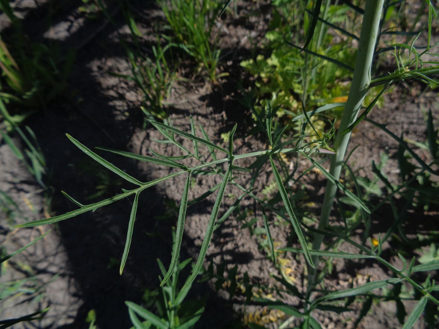 Image of Sisymbrium altissimum specimen.