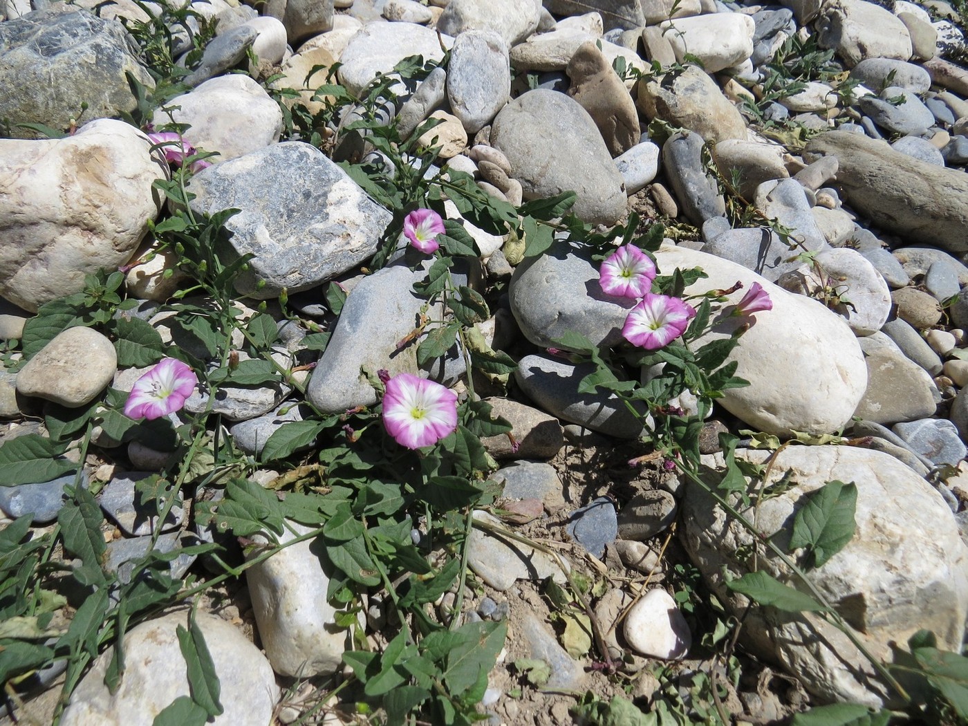 Image of Convolvulus arvensis specimen.