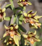 Epipactis veratrifolia. Часть побега с цветками. Республика Кипр, Троодос, ≈ 1300 м н.у.м., крутой склон. 17.06.2019.