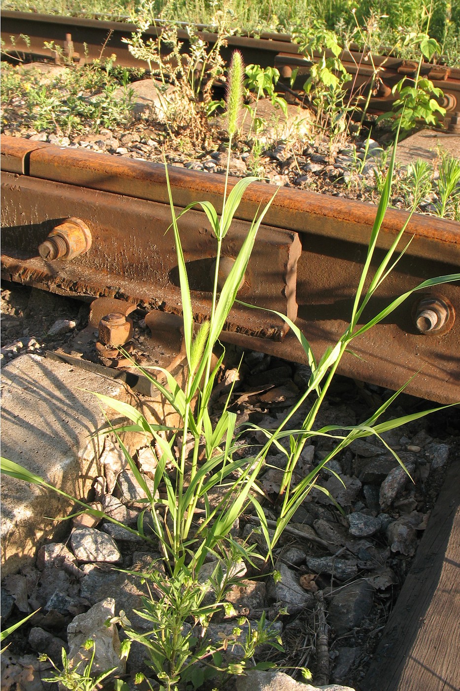 Image of genus Setaria specimen.