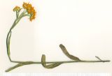 Tephroseris integrifolia. Верхушка цветущего растения (гербарный образец). Республика Алтай, Онгудайский р-н, Семинский перевал, 1700 м н.у.м. 05.07.2010.