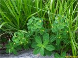 Euphorbia angulata