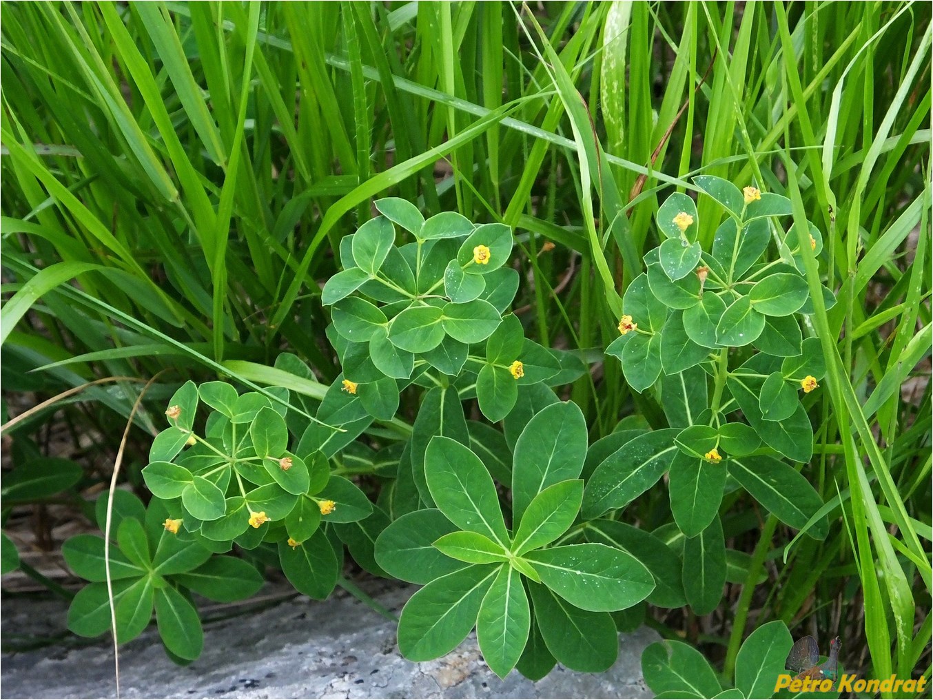 Изображение особи Euphorbia angulata.