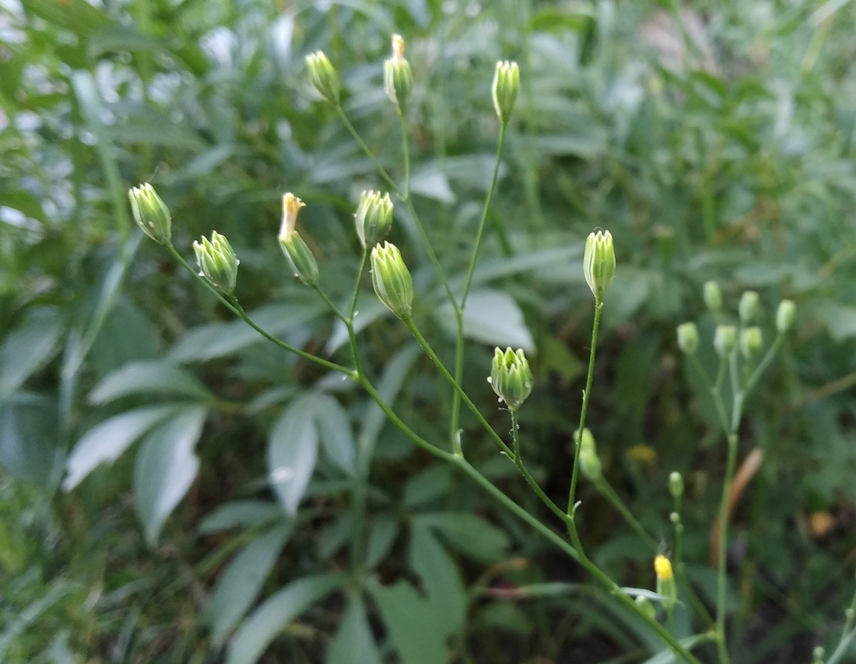 Изображение особи Lapsana communis.