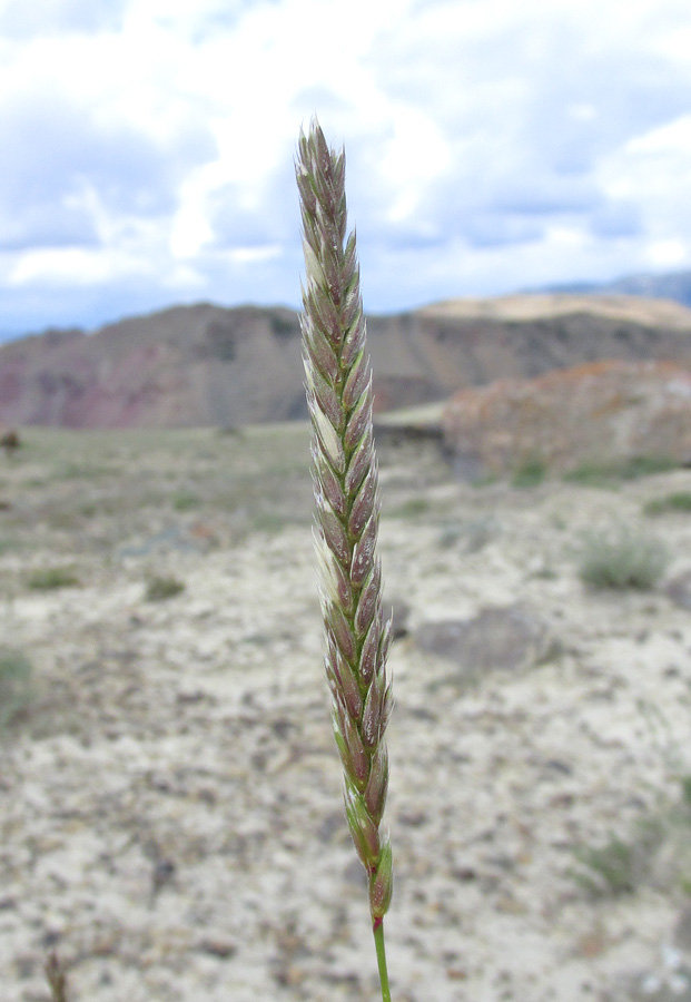 Image of Psathyrostachys juncea specimen.