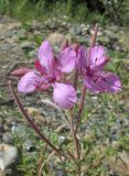 Chamaenerion colchicum. Соцветие с цветками и завязавшимися плодами. Карачаево-Черкесия, Урупский р-н, 7 км к северу от пос. Рожкао, каменистое русло ручья. 4 августа 2019 г.