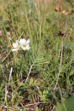 Anemonastrum sibiricum