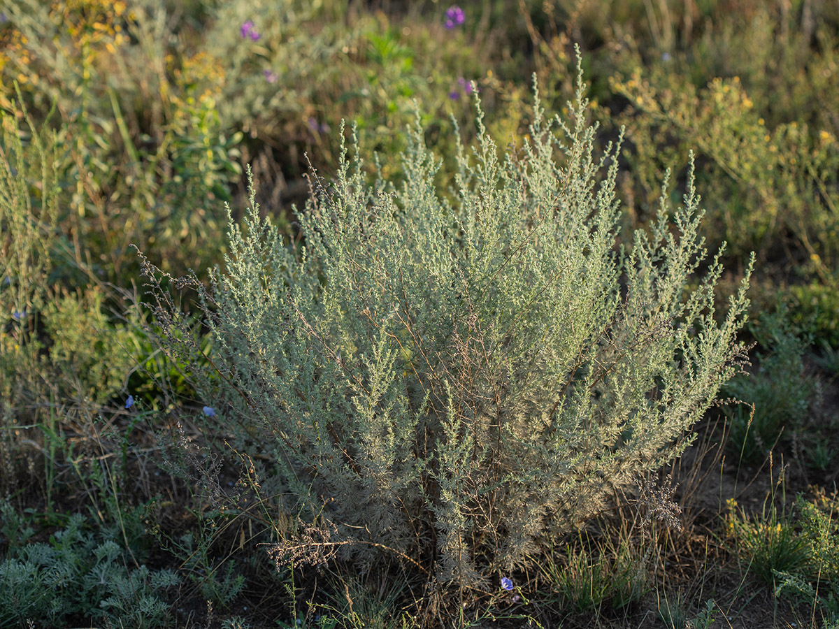 Изображение особи род Artemisia.