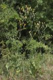 Crepis pannonica. Цветущее растение. Крым, г. Ю. Демерджи. 21 июля 2010 г.
