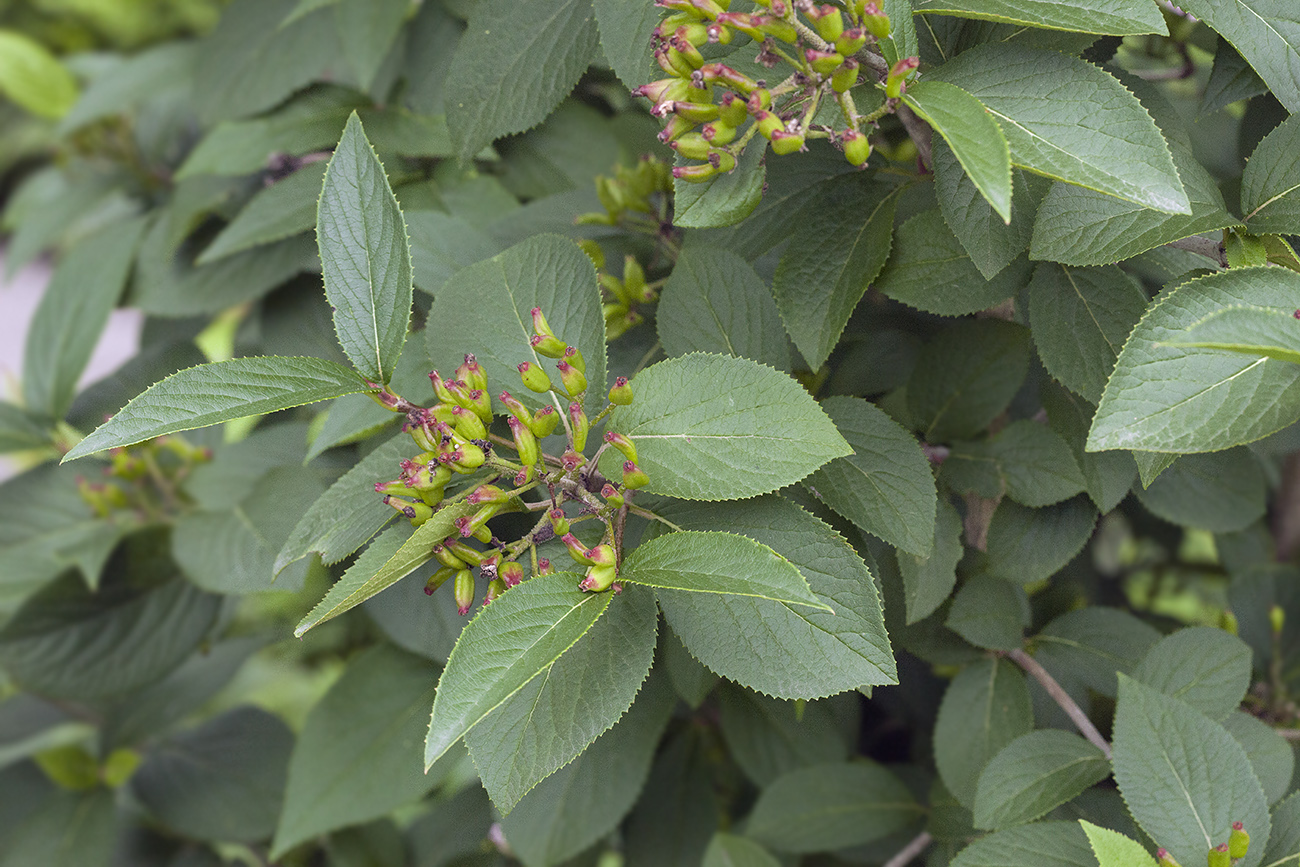 Image of Viburnum burejaeticum specimen.