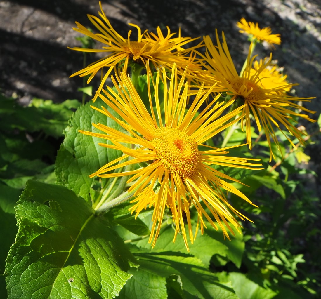 Изображение особи Inula magnifica.