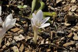 genus Colchicum. Цветущее растение. Приморский край, г. Владивосток, Ботанический сад-институт ДВО РАН. 12.10.2019.