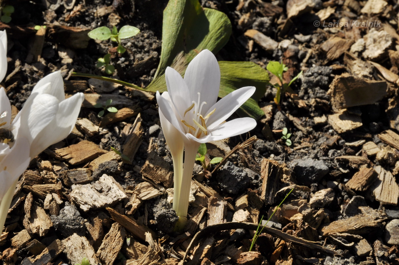 Изображение особи род Colchicum.