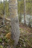 Populus tremula. Комлевая часть ствола средневозрастного дерева. Мурманская обл., Кольский р-н, долина р. Западная Лица ниже автодороги А138 Мурманск — Печенга, 4-й падун, осиново-берёзовый лес на склоне к реке. 07.06.2019.