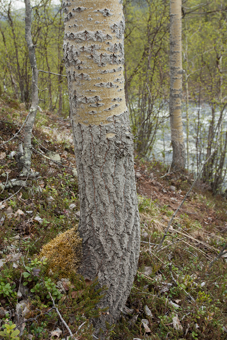 Image of Populus tremula specimen.