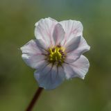 Gypsophila tenuifolia. Аномальный цветок с лишним лепестком. Краснодарский край, Мостовский р-н, окр. пос. Узловой, ю.-в. склон горы Асбестная, каменистый субальпийский луг. 15.06.2019.