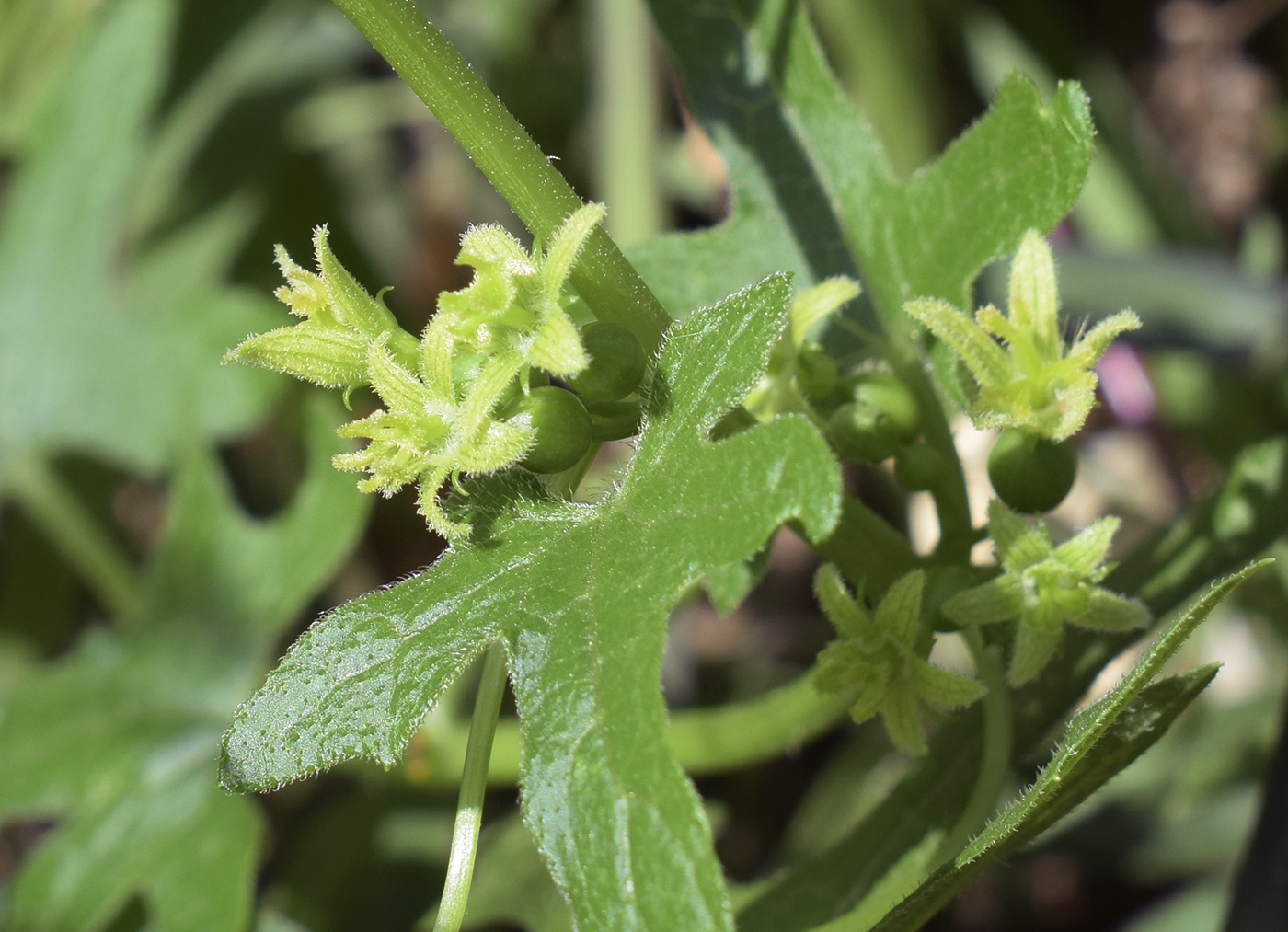 Изображение особи Bryonia dioica.