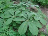 Rodgersia aesculifolia