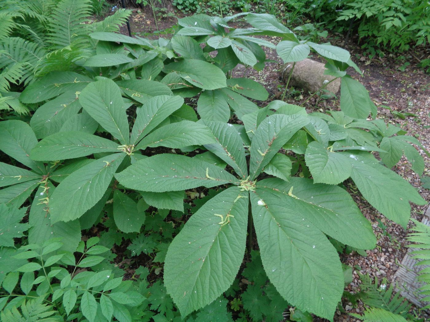 Изображение особи Rodgersia aesculifolia.