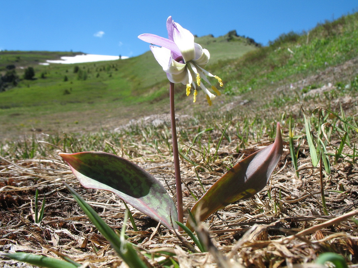 Изображение особи Erythronium sibiricum.