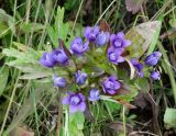 Gentianella auriculata