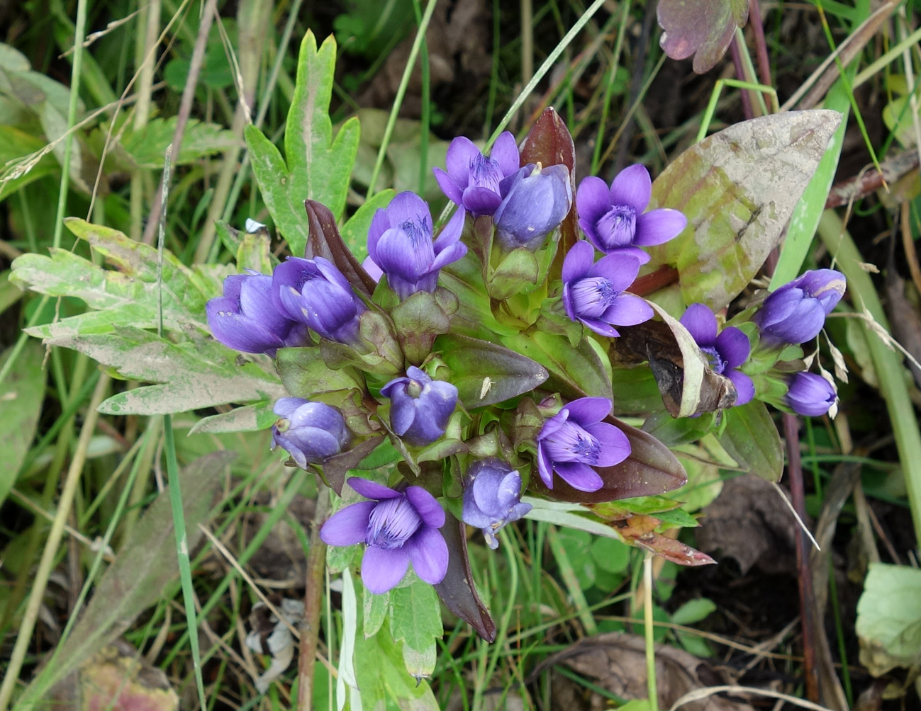 Изображение особи Gentianella auriculata.