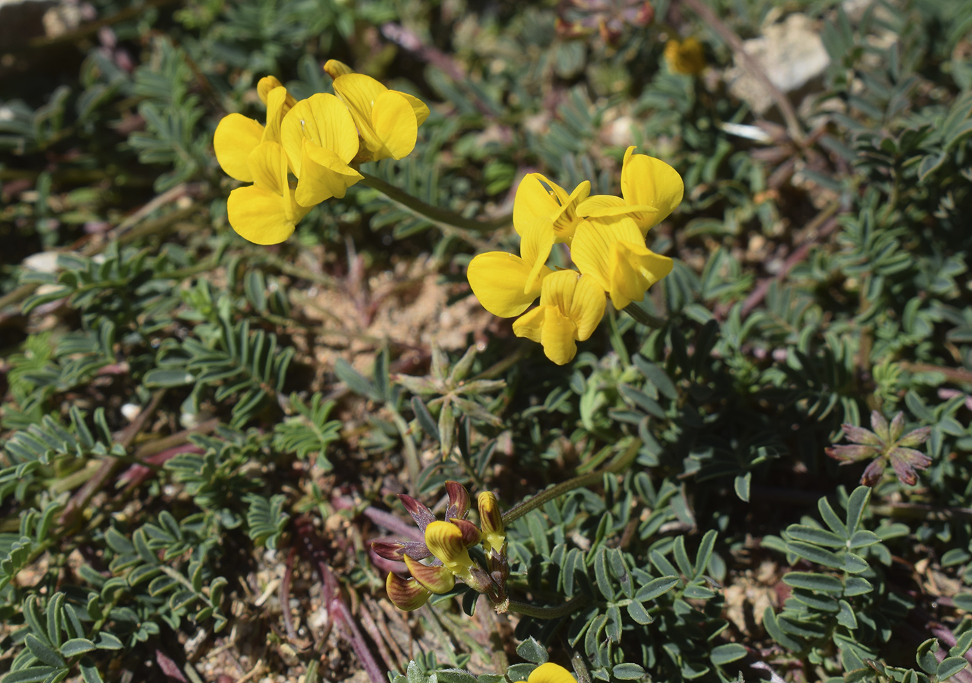 Изображение особи род Hippocrepis.