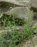 Carduus seminudus. Цветущее растение. Азербайджан, Масаллинский р-н. 14.04.2010.