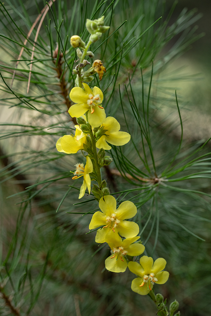 Изображение особи Verbascum phlomoides.