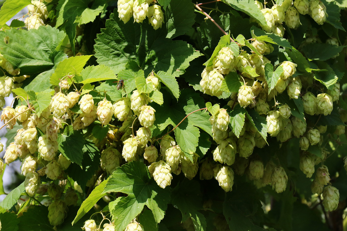 Изображение особи Humulus lupulus.