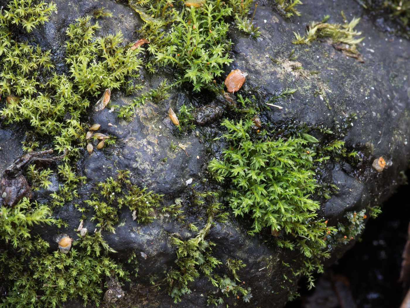 Image of class Bryopsida specimen.
